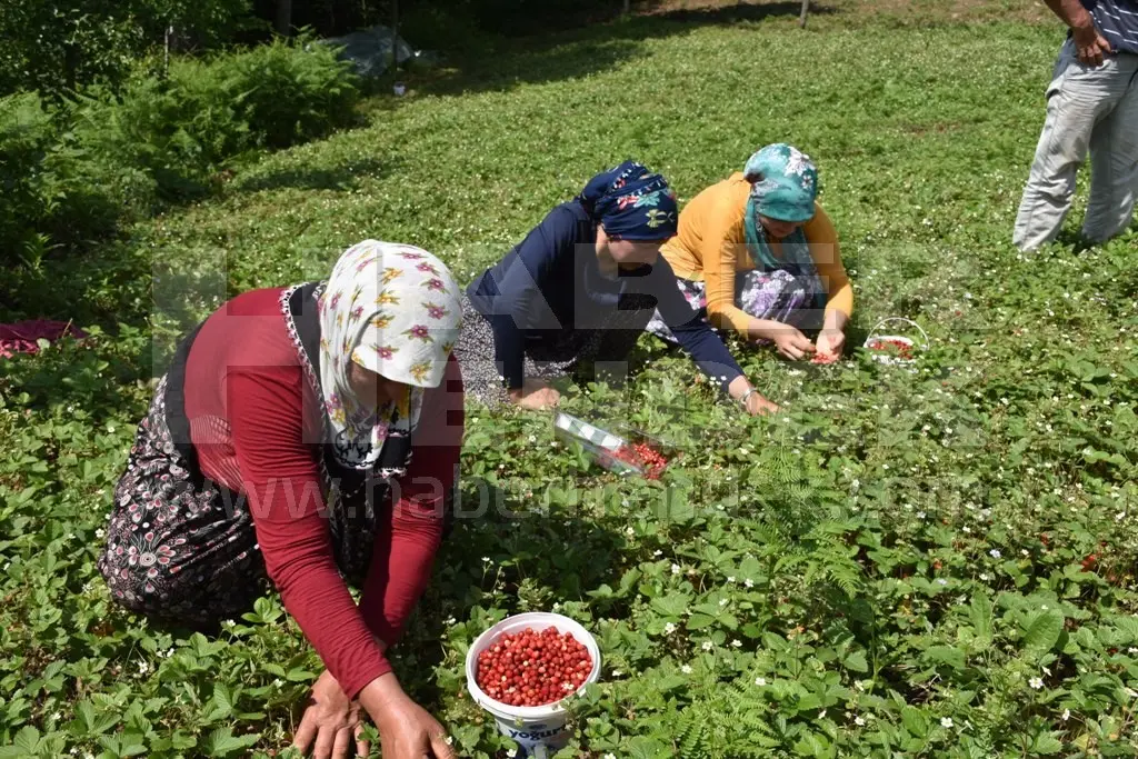 Haber: Zirvede Dağ Çileği Hasadı Başladı - Galeri-1