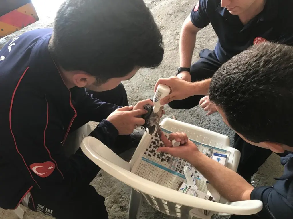 Haber: Kurtardıkları Kumruyu Elleriyle beslediler - Galeri-1
