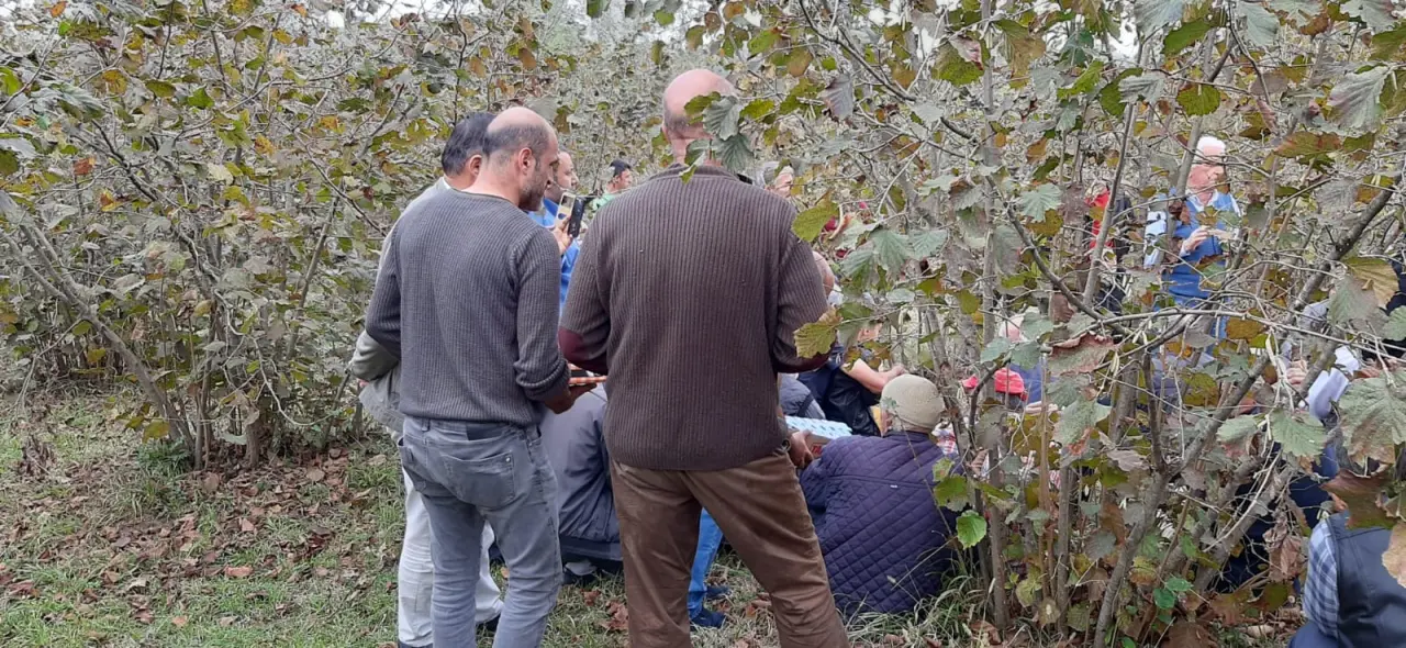 Haber: Fındık Üreticilerine Budama Eğitimi Verildi - Galeri-3