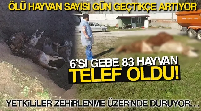 Haber: Ölü Hayvan Sayısı Gün Geçtikçe Artıyor - Öne Çıkan