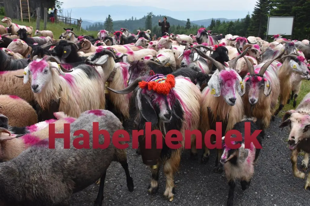 Haber: Zirvede Yayla Göçü Başladı - Galeri-1