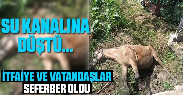 Haber: Su Kanalına Düşen At'ı İtfaiye Kurtardı - Öne Çıkan