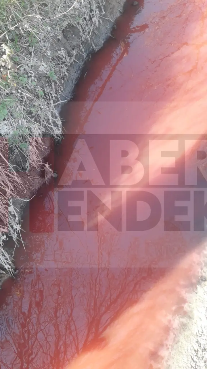 Haber: Derenin rengi sürekli değişiyor - Galeri-2
