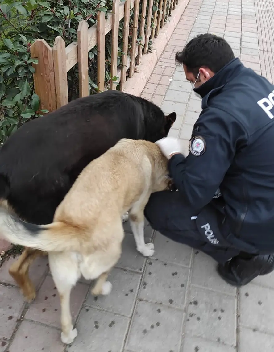 Haber: Polis Hem Denetledi hem de Sokak Hayvanlarını Doyurdu - Galeri-4
