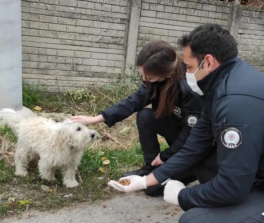 Haber: Polis Hem Denetledi hem de Sokak Hayvanlarını Doyurdu - Galeri-3