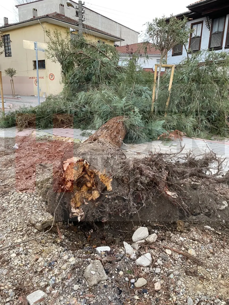 Haber: Hendek'te Etkili Rüzgar Ağaç Devirdi - Galeri-1