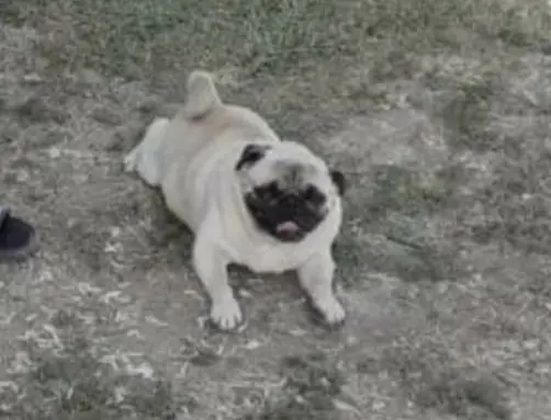 Haber: Köpeğini Bulana Ödül Verecek - Öne Çıkan