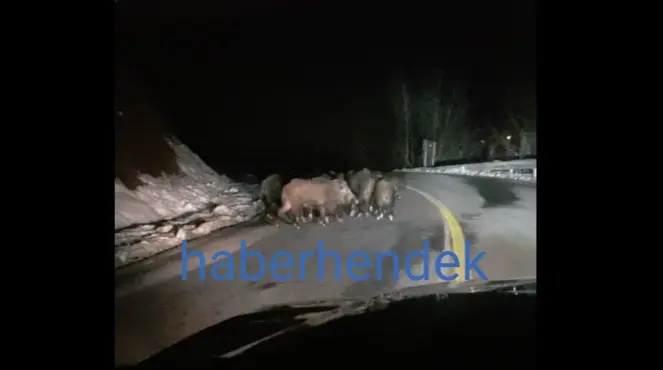 Haber: Domuz sürüsü Yola indi - Öne Çıkan