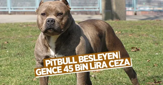 Haber: Pitbull besleyen 20 yaşındaki gence 45 bin lira ceza - Öne Çıkan