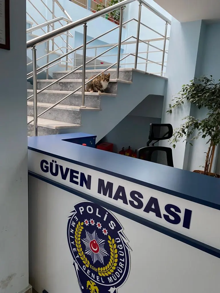 Haber: Kedinin yardımına HAYDİ ekipleri koştu - Galeri-1