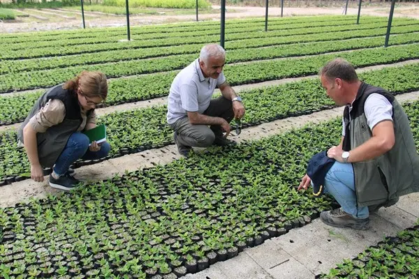 Haber: Orman Bölge Müdürü Polat Fidanlık Denetiminde - Öne Çıkan