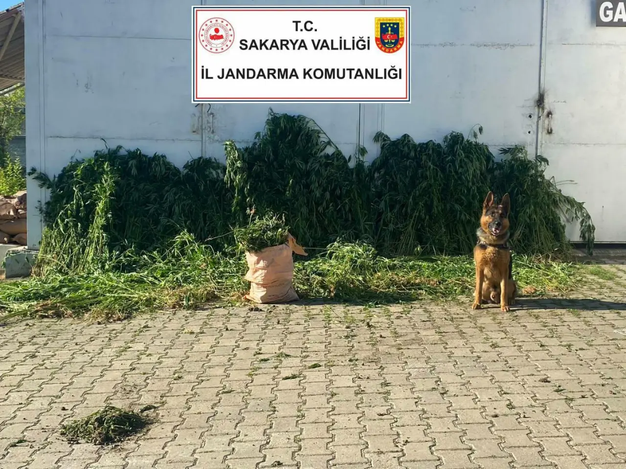 Haber: Hendek'te ekili kenevir bulundu! 1 gözaltı - Öne Çıkan