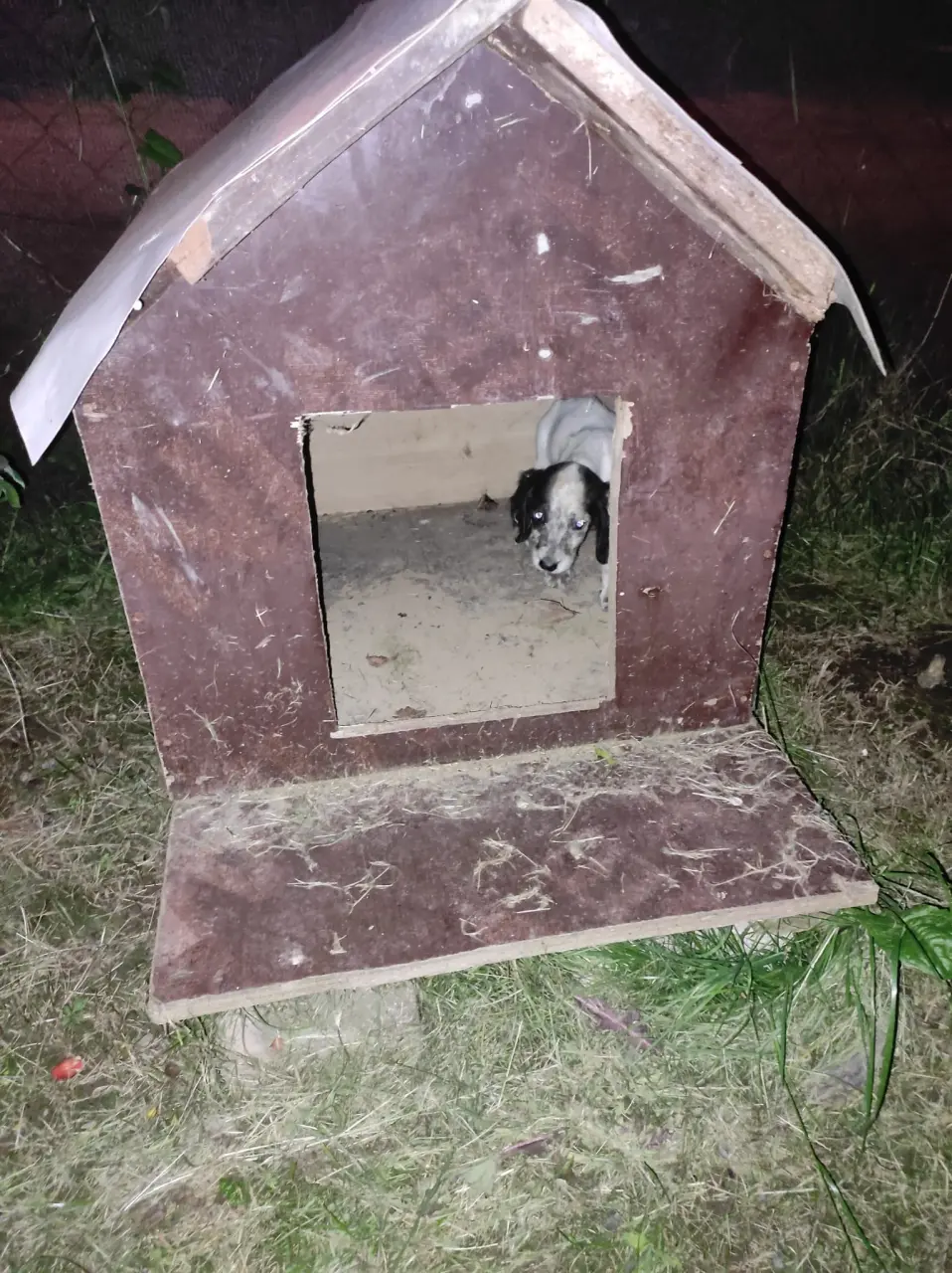 Haber: Araçta sıkışan yavru Köpek kurtarıldı - Galeri-2