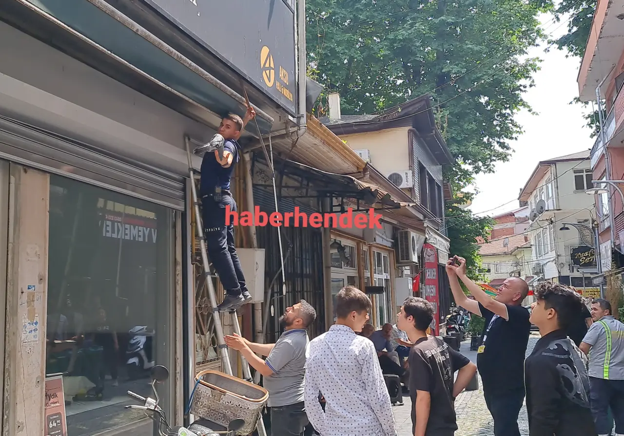 Haber: Tabela arasına sıkışan güvercin kurtarıldı - Öne Çıkan