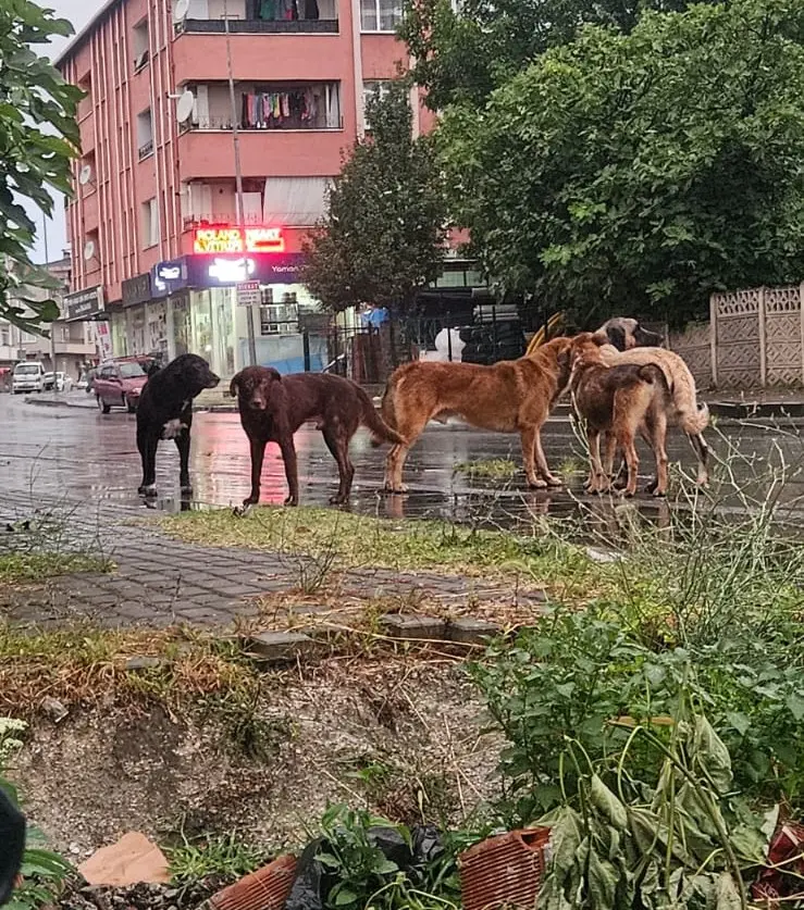 Haber: Sofu; Sokak Hayvanları Sorununa dikkat çekti - Galeri-1