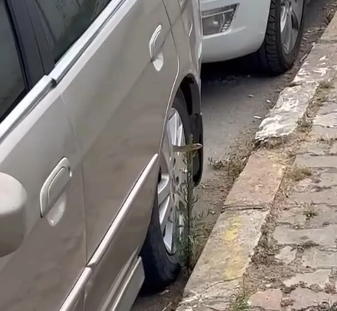 Haber: Otomobilin jantından yılan çıktı  - Öne Çıkan