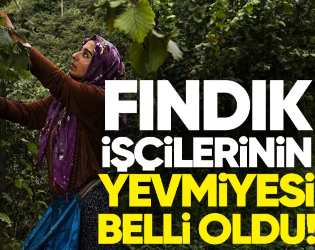Haber: Fındık işçilerin yevmiyesi belli oldu - Öne Çıkan