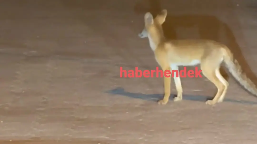 Haber: Kümeslere Dadanan Tilki  Mahalleliyi Bezdirdi - Öne Çıkan