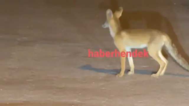 Kümeslere Dadanan Tilki  Mahalleliyi Bezdirdi