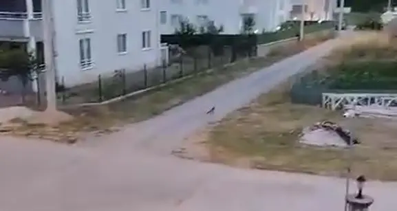 Vatandaş Tilkiye böyle seslendi