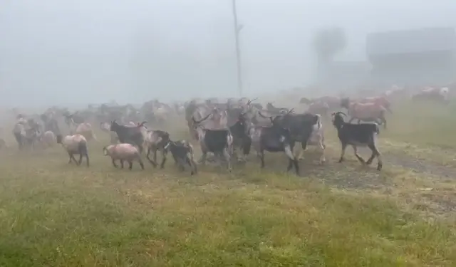 Hendek'te asırlık yayla göçü başladı