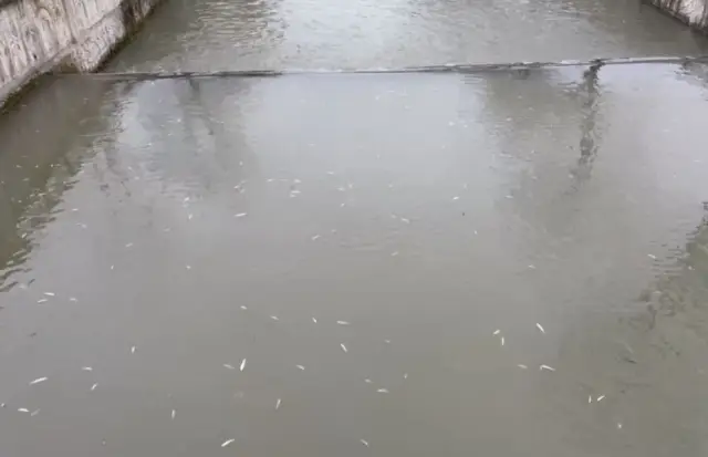 Uludere Çayı'nda Balık Ölümleri tedirgin etti