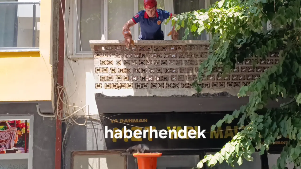 Haber: AĞAÇTA MAHSUR KALAN KEDİ İÇİN SEFERBERLİK - Öne Çıkan