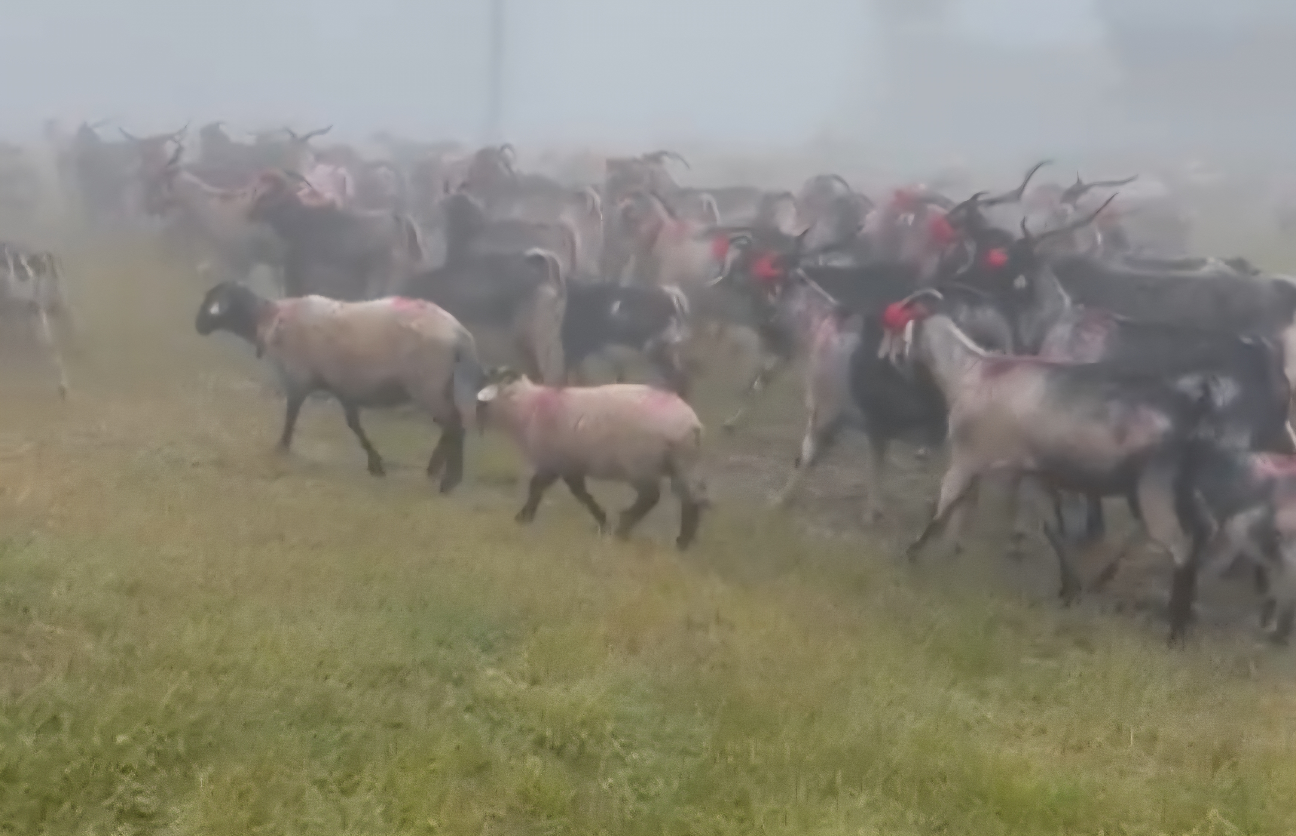 Hendek'te asırlık yayla göçü başladı