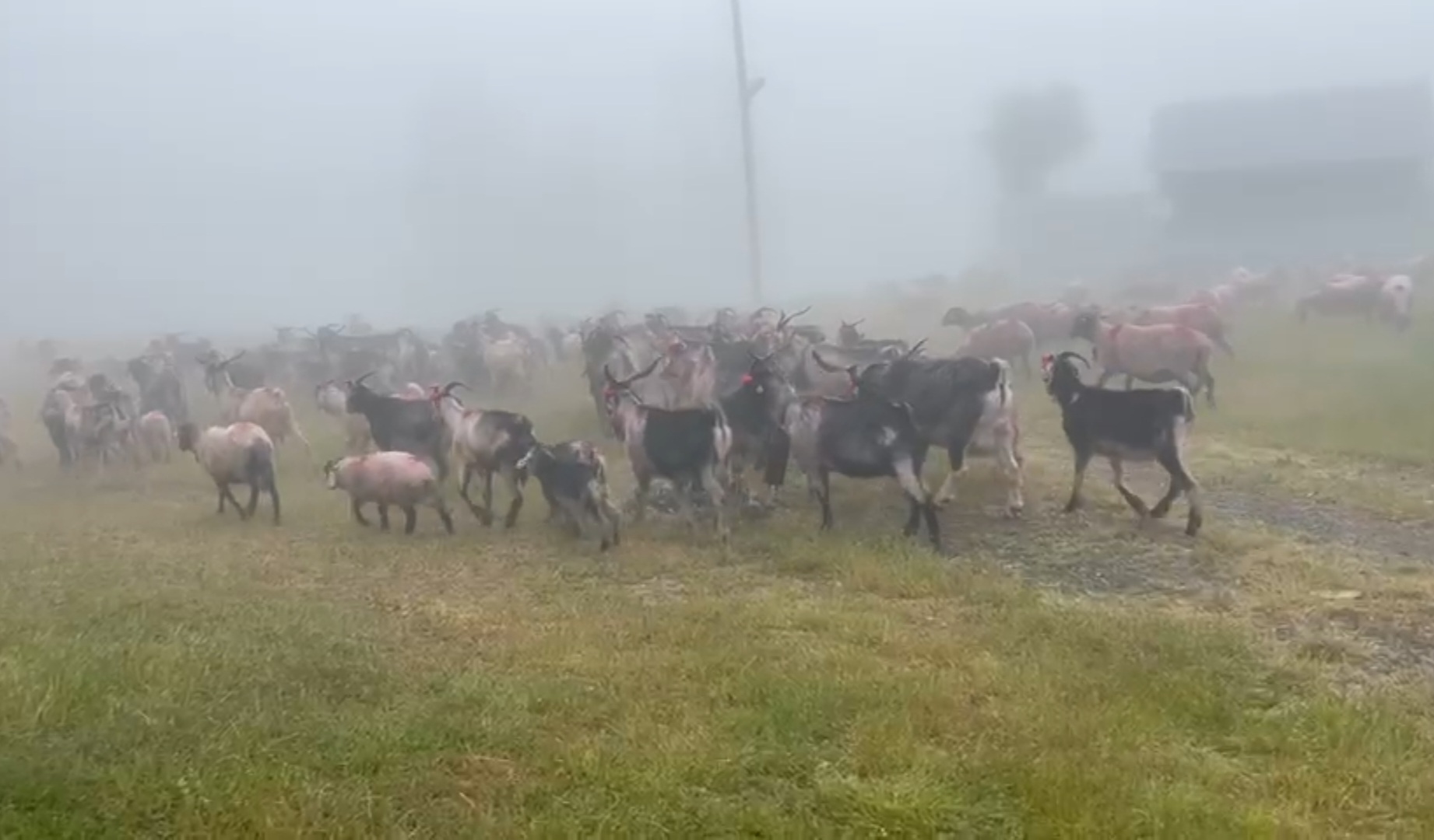 Hendek'te asırlık yayla göçü başladı