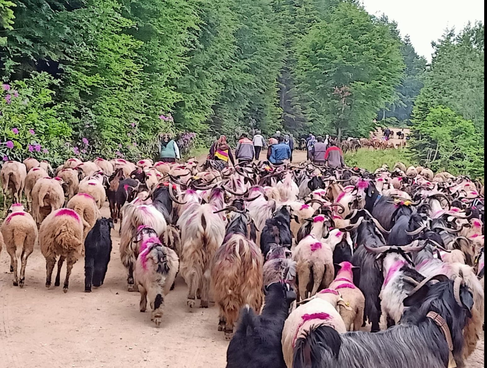 Zirvede yılların kültürü bitiyor