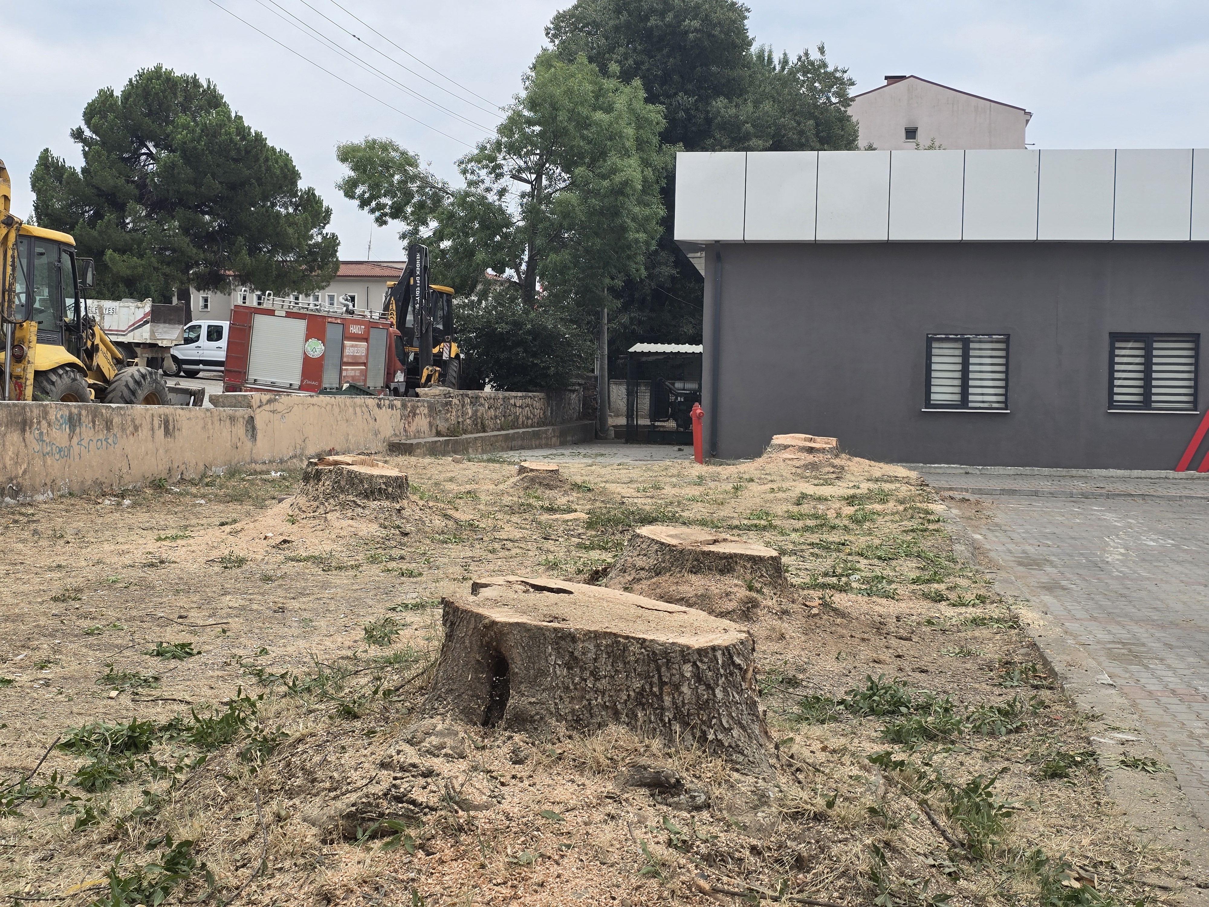 Hendek Belediyesi Ağaçları Kesti