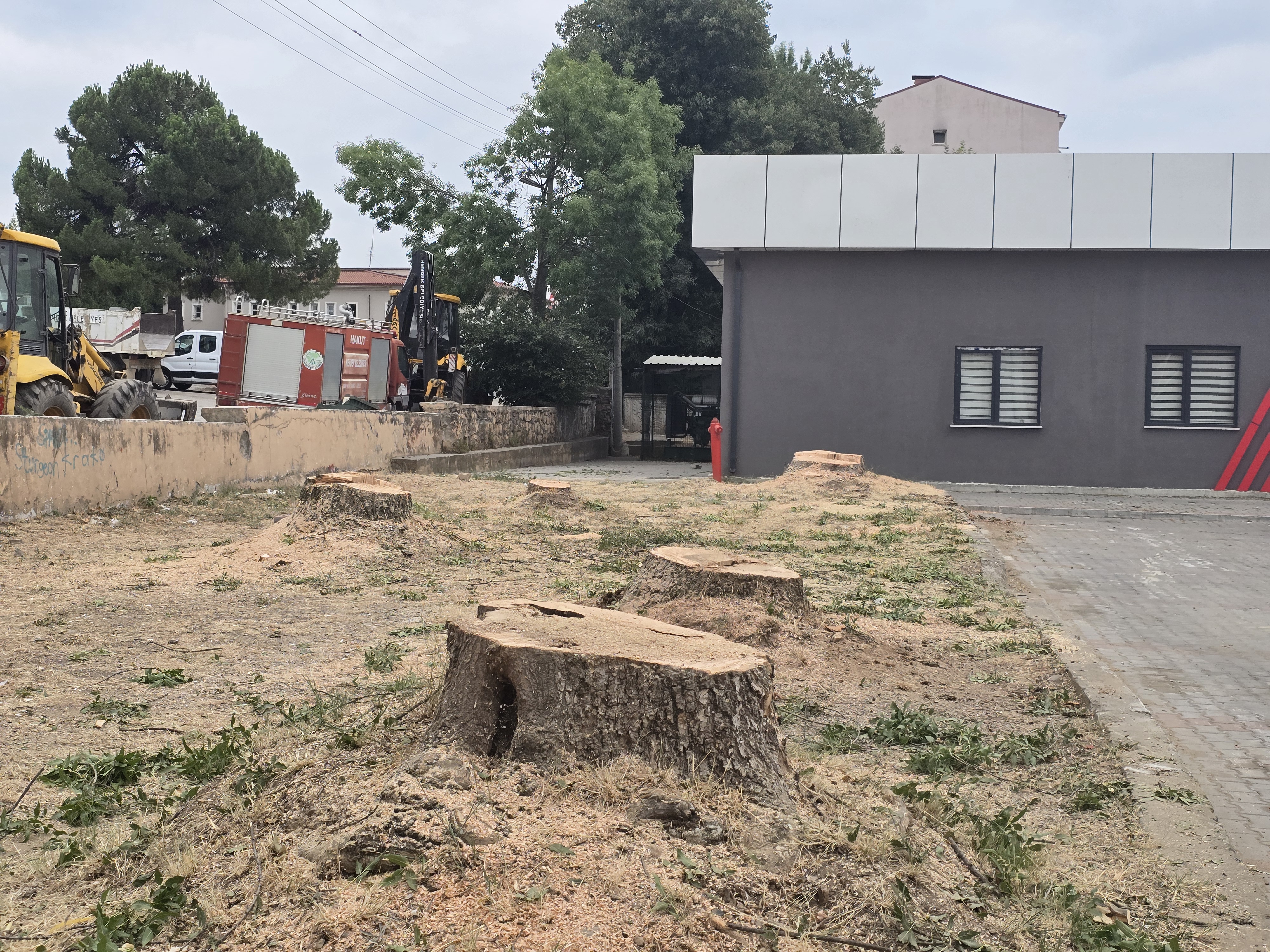 Hendek Belediyesi Ağaçları Kesti