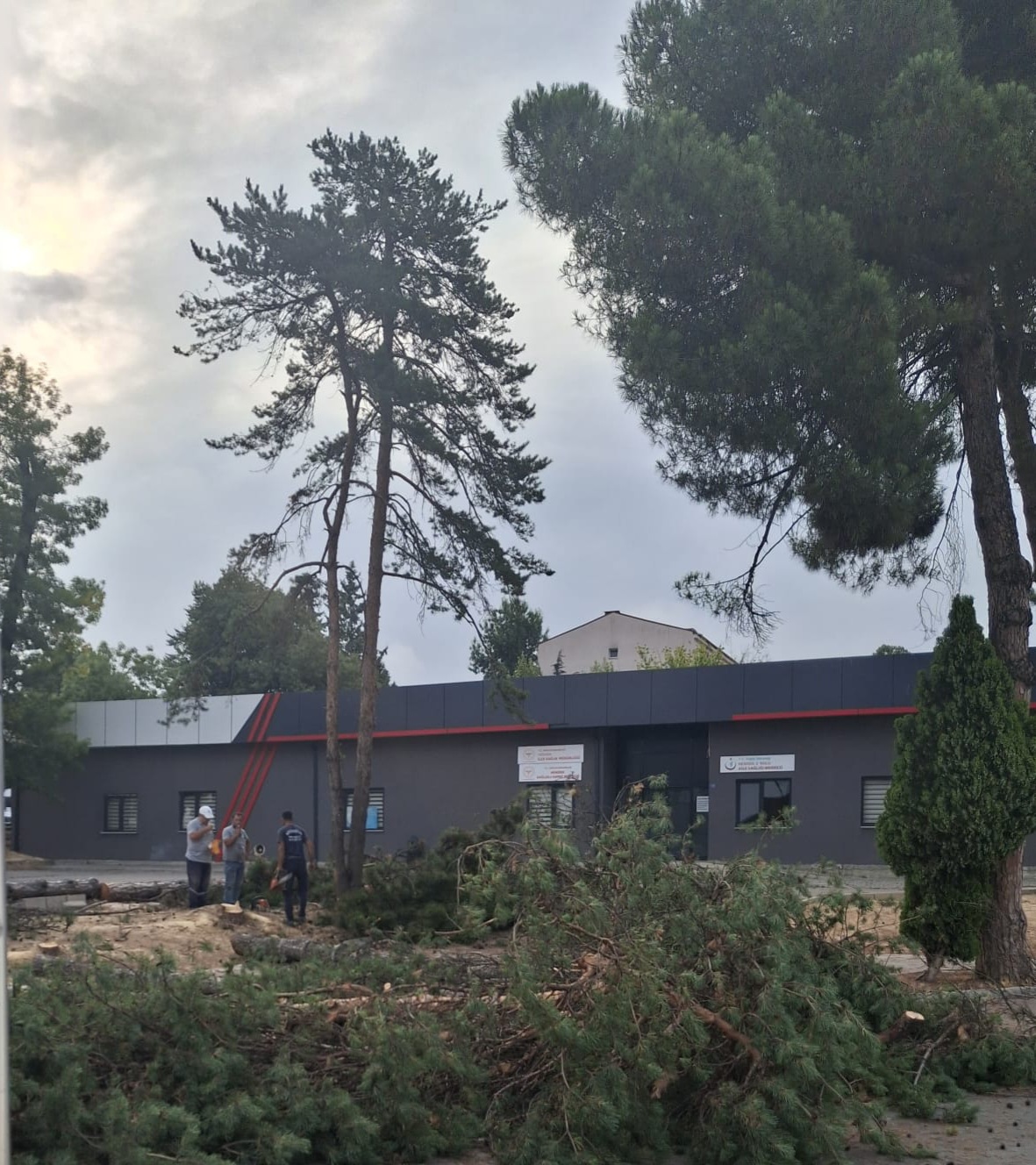 Ağaç Katliamına ilk tepki CHP ilçe Başkanı Bayraktar'dan