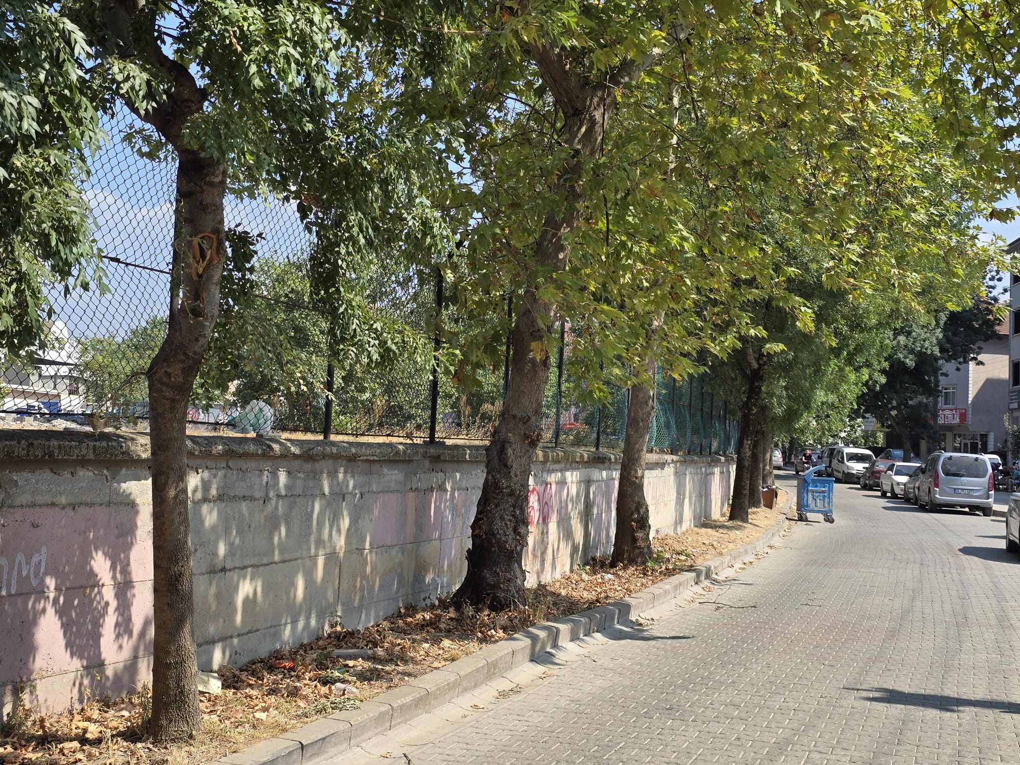 Vatandaşlar Endişeli; İnşallah o ağaçlarda kesilmez