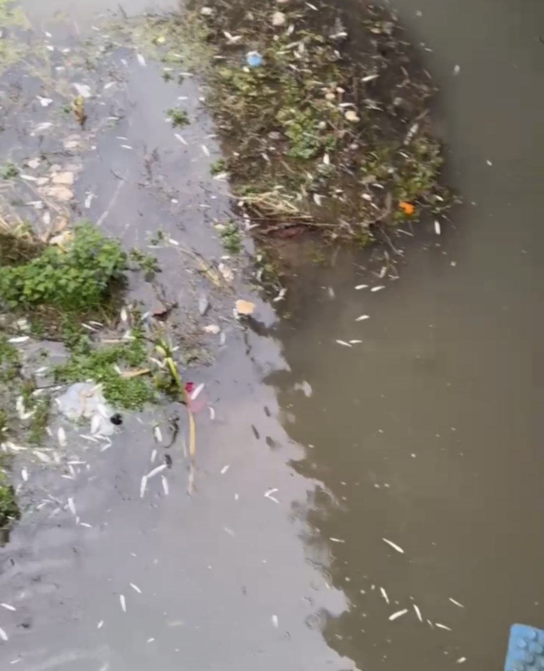 Uludere Çayı'nda Balık Ölümleri tedirgin etti