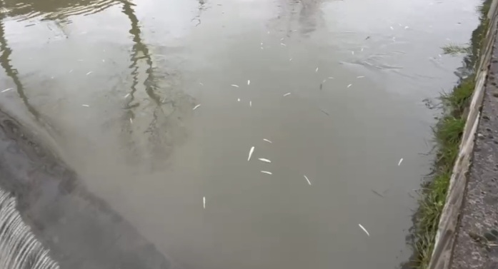 Uludere Çayı'nda Balık Ölümleri tedirgin etti