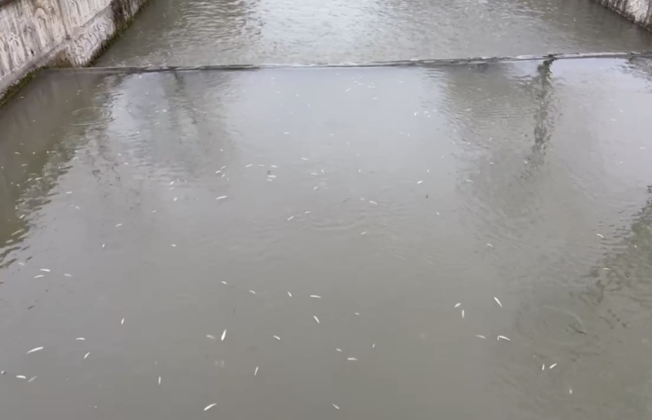 Uludere Çayı'nda Balık Ölümleri tedirgin etti