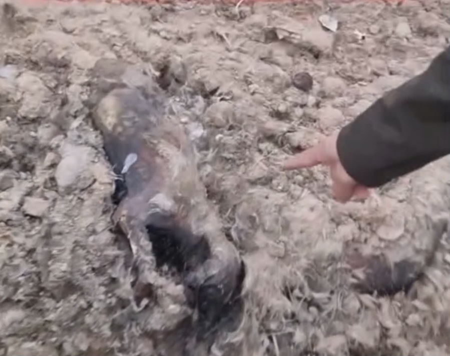 Barınak arkasında çukurlara atılmış ölü köpekler