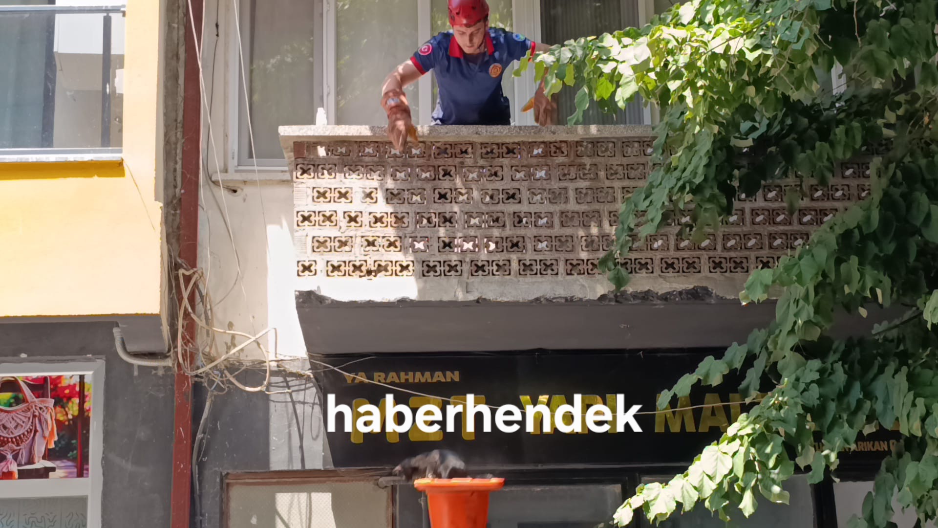 AĞAÇTA MAHSUR KALAN KEDİ İÇİN SEFERBERLİK