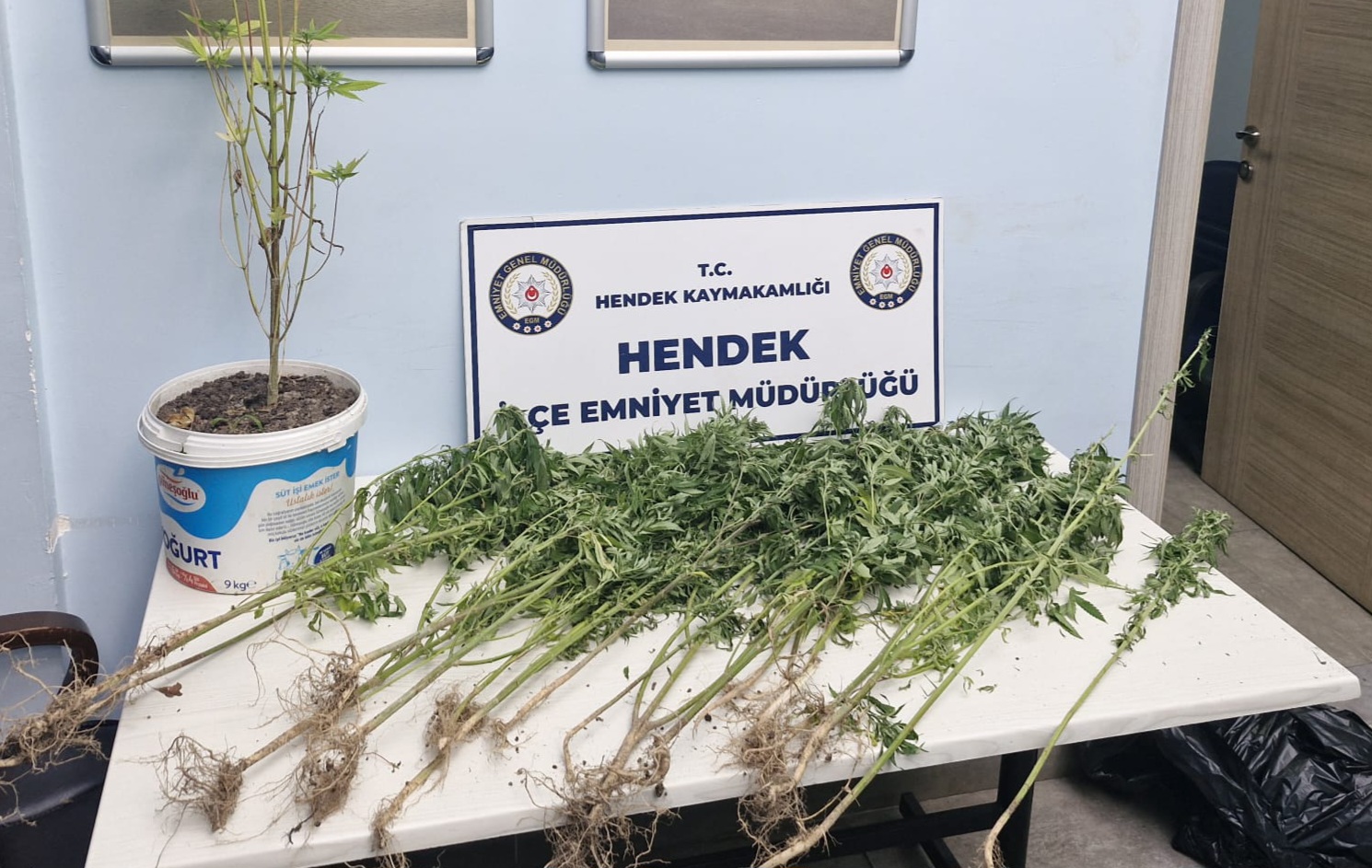 Hendek’te Evin Bahçesinde Hint Keneviri Ele Geçirildi