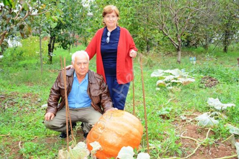 Hendek'li emekli müfettiş aydinlar’inbahçesinde yok yok