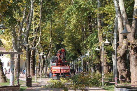 Hendek'te asirlik çinar’lar kişa hazirlaniyor