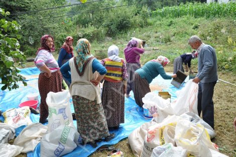 Hendek dikmen mahallesi’nde hummali hazirlik