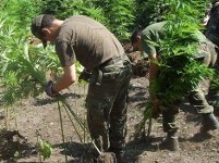 Jandarma’dan uyuşturucuya büyük darbe