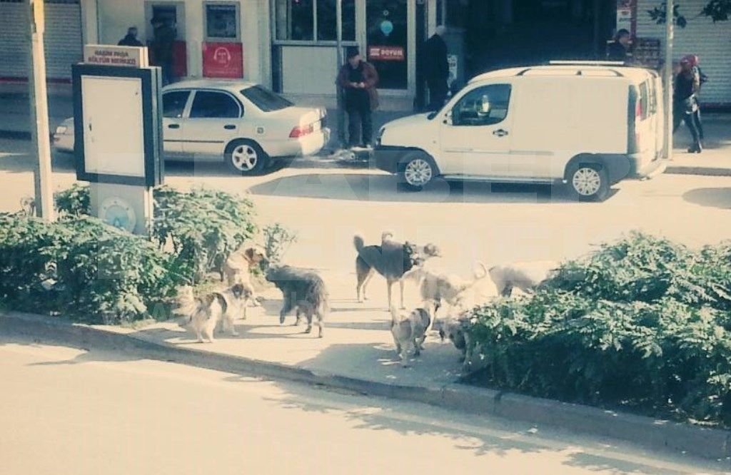 Başıboş Köpekler Korku Saçıyor