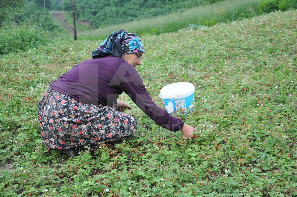 Çilek’te Hasat Başladı