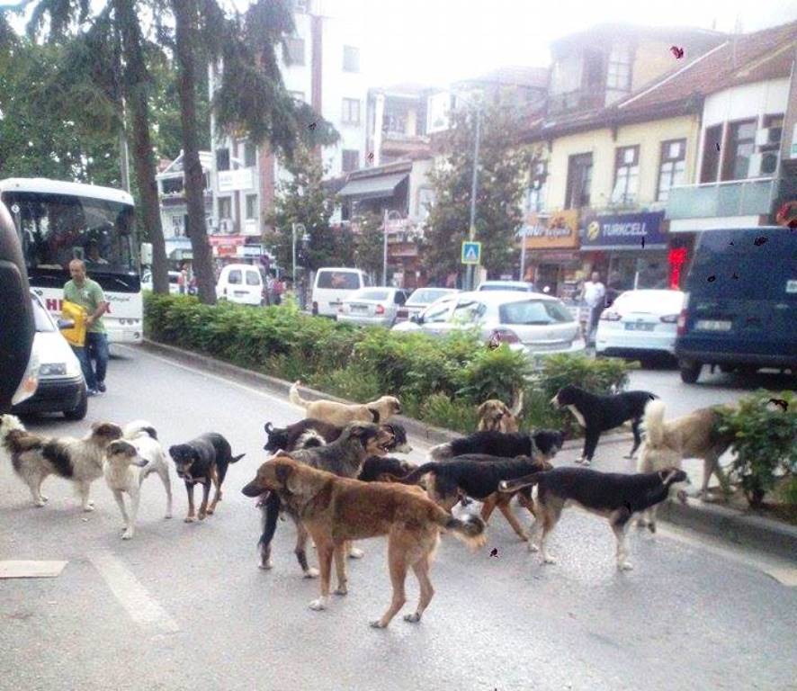 Hendek’te Sokak Köpeklerinden geçilmiyor