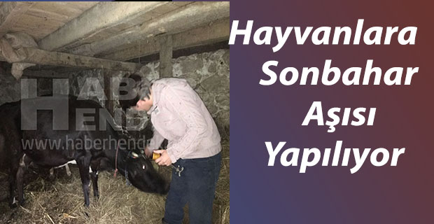 Hayvanlara Sonbahar Şap Aşısı Yapılıyor
