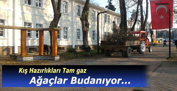 Ağaçlar budanıyor