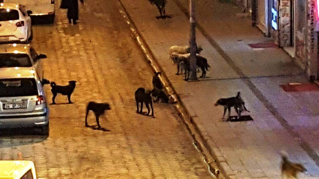 Hendek’te Başı Boş Gezen Köpekler Vatandaşları Tedirgin Ediyor